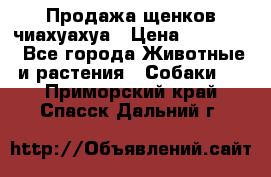 Продажа щенков чиахуахуа › Цена ­ 12 000 - Все города Животные и растения » Собаки   . Приморский край,Спасск-Дальний г.